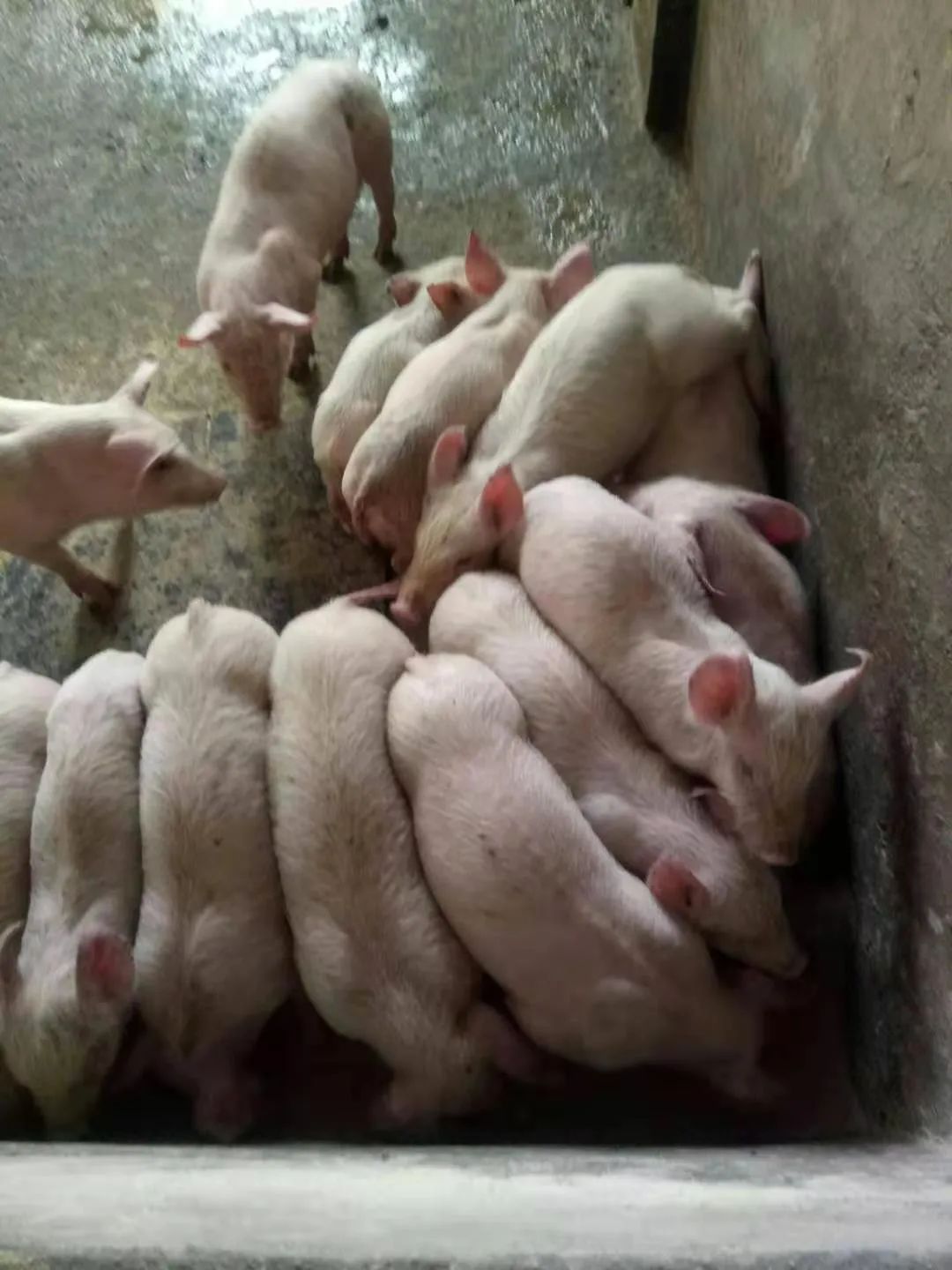 普旺獸藥廠家技術服務老師養豬服務02