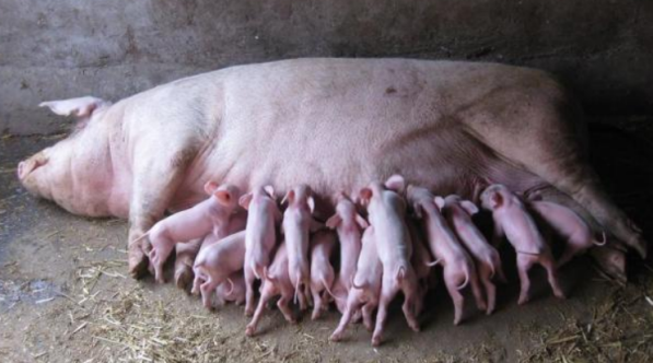 母豬產后不吃食